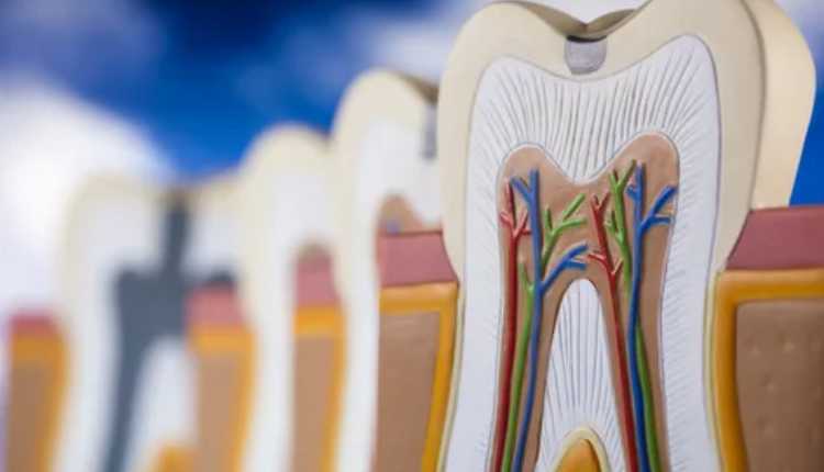 Decoding Root Canal Treatment Cost In Nerul: What To Expect