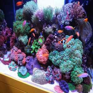 A Comprehensive Manual For Constructing And Sustaining The Perfect Marine Fish Tank Aquarium