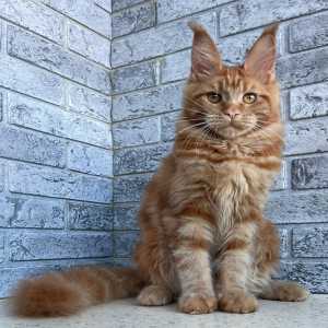 Adopt Kitten Near Me – Find Purebred Maine Coon Kittens Today!