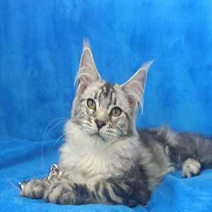 Adopt Kitten Near Me: What To Ask Before Bringing A Maine Coon Home