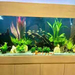Making Waves: Where To Buy Marine Fish Tanks And Aquarium Maintenance Service